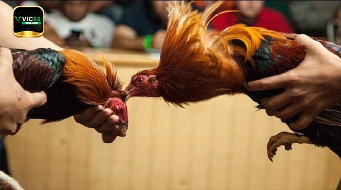 🐓 Đá Gà VIC88 – Đấu Trường Rực Lửa
